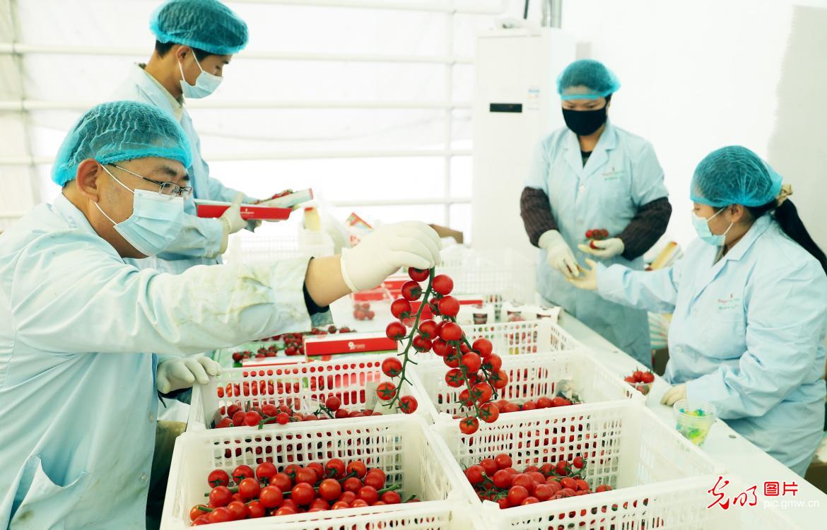 Intelligent tomato greenhouse in NW China's Xinjiang