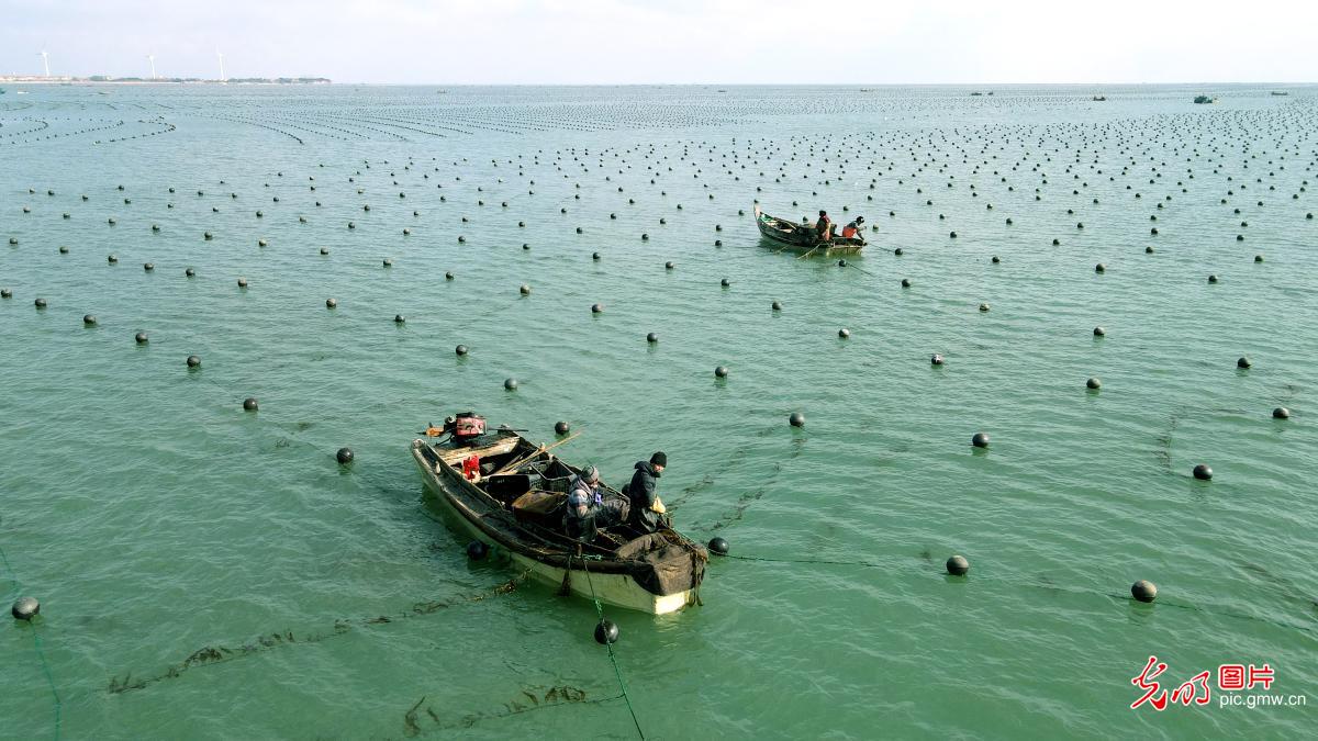 Kelp cultivation in E China's Shandong