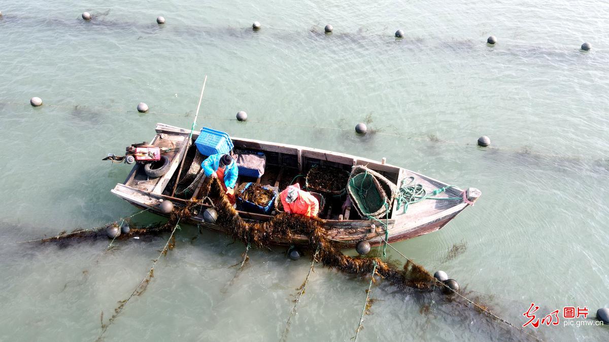 Kelp cultivation in E China's Shandong