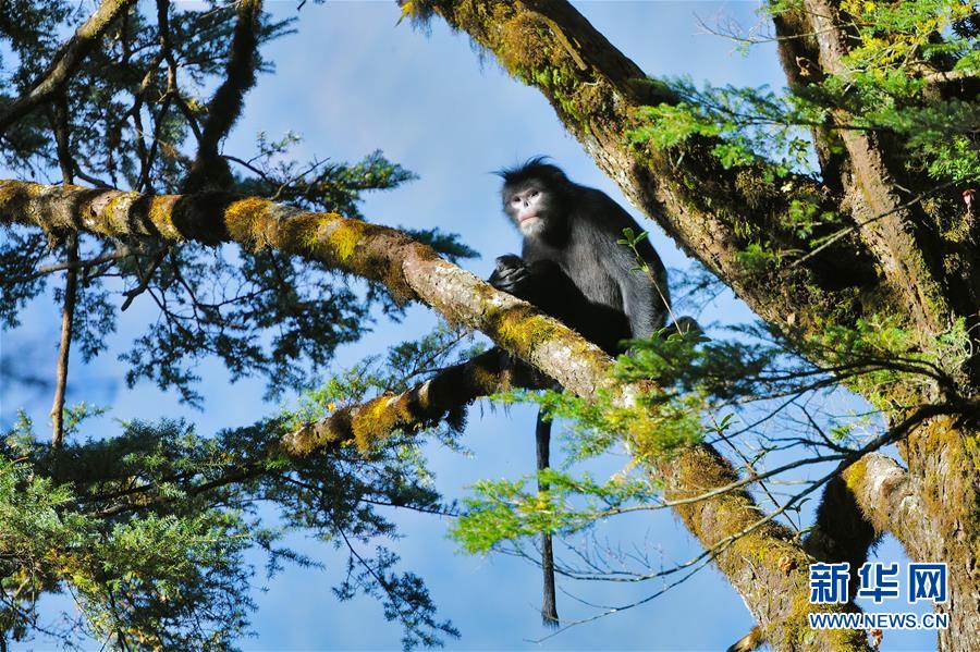 科研人员摸清高黎贡山西坡怒江金丝猴种群数量
