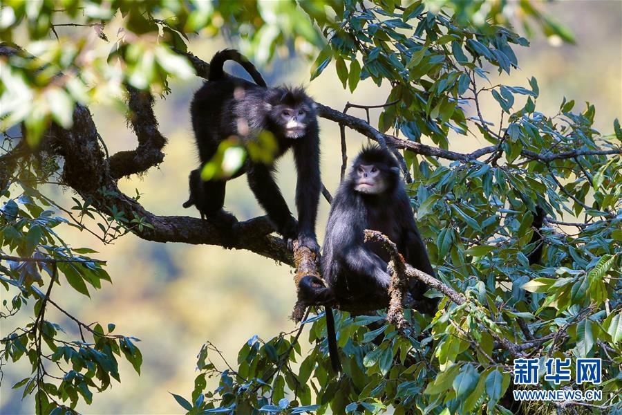 科研人员摸清高黎贡山西坡怒江金丝猴种群数量