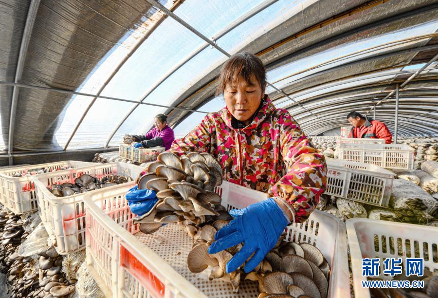 引導農民規模化發展食用菌種植,助力鄉村振興