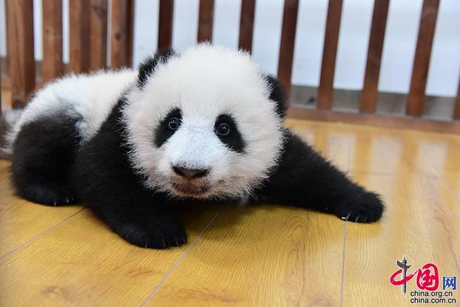 Lucky Niu Year is coming, panda babies born in 2020 in the China Giant Panda Conservation and Research Center collectively appear to celebrate the New Year