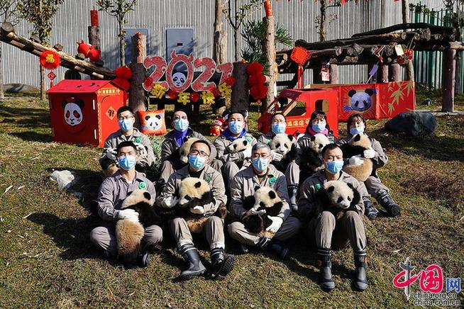 Lucky Niu Year is coming, panda babies born in 2020 in the China Giant Panda Conservation and Research Center collectively appear to celebrate the New Year