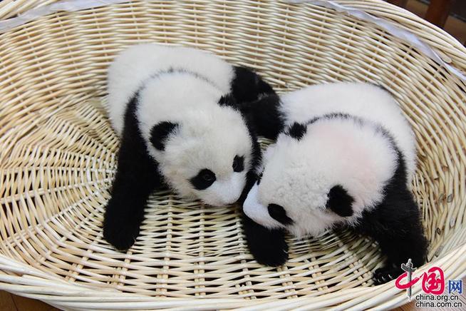 Lucky Niu Year is coming, panda babies born in 2020 in the China Giant Panda Conservation and Research Center collectively appear to celebrate the New Year