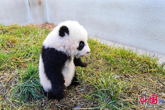 Lucky Niu Year is coming, panda babies born in 2020 in the China Giant Panda Conservation and Research Center collectively appear to celebrate the New Year