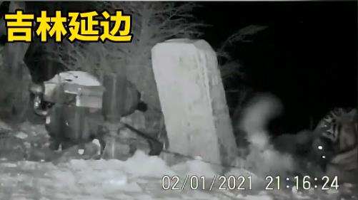 吉林延边：摄影师拍到野生东北虎咬住护院狗