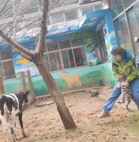 东北虎宝宝与奶牛宝宝“罕见”同笼，上演“初生牛犊不怕虎”