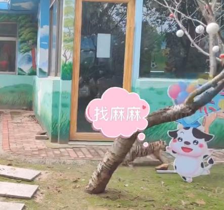 东北虎宝宝与奶牛宝宝“罕见”同笼，上演“初生牛犊不怕虎”