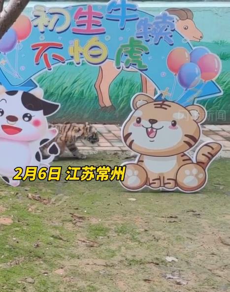 东北虎宝宝与奶牛宝宝“罕见”同笼，上演“初生牛犊不怕虎”