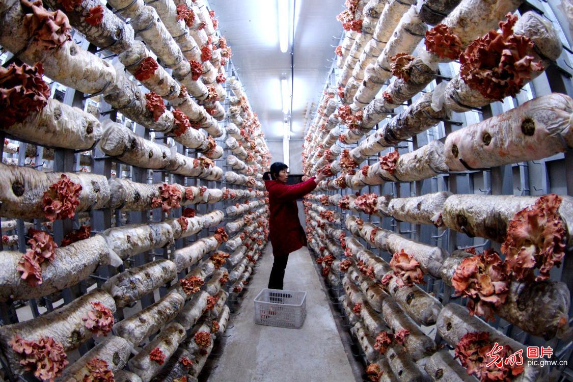 Edible fungi industry developed in central China's Hubei Province