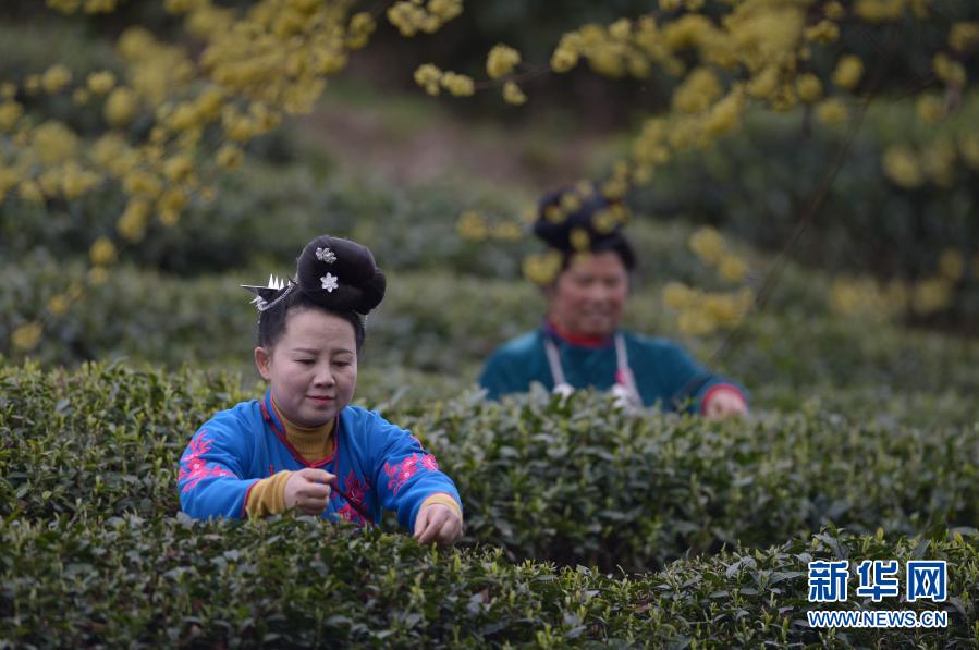 贵州丹寨：早春采茶制茶正当时