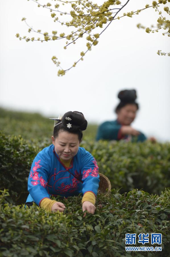 贵州丹寨：早春采茶制茶正当时