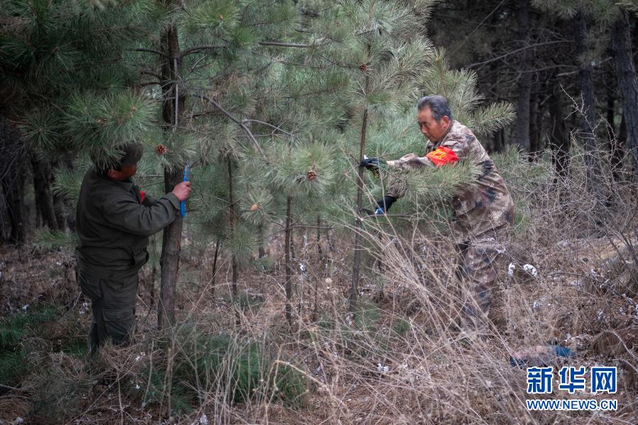 打虎岭林场守护者