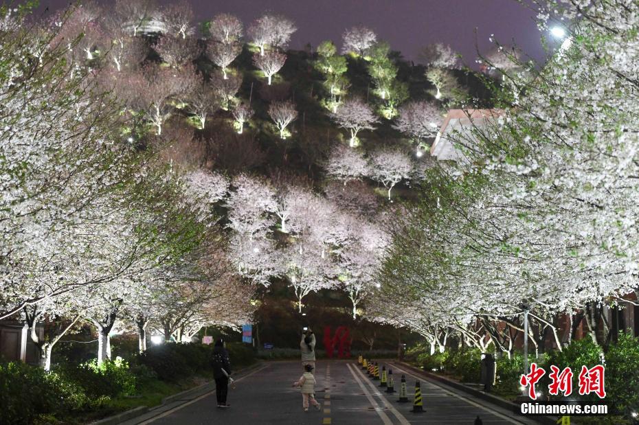 长沙市民夜间赏樱 感受别样春色