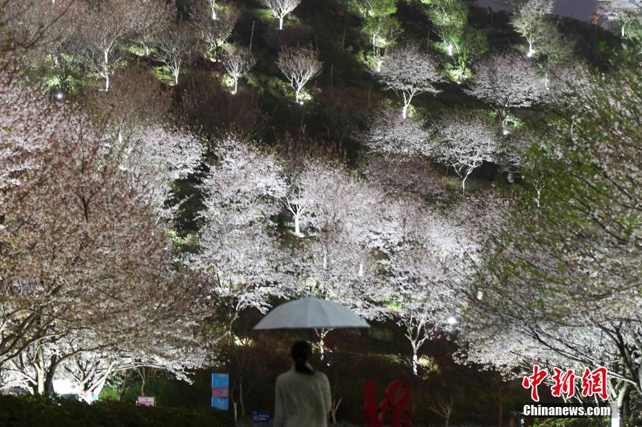 长沙市民夜间赏樱 感受别样春色