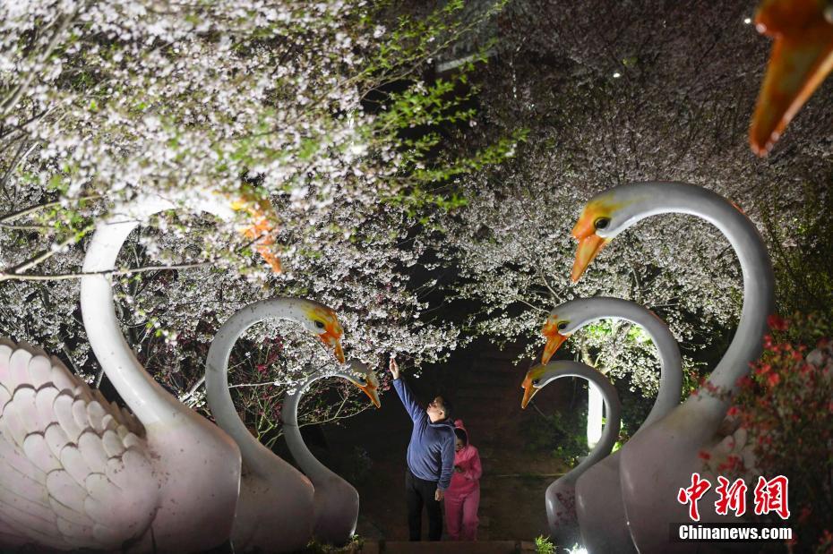 长沙市民夜间赏樱 感受别样春色