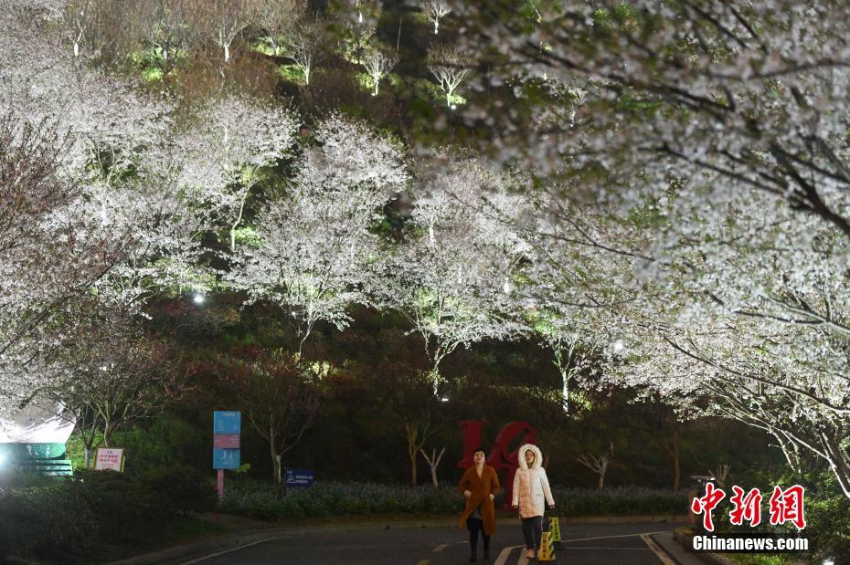 长沙市民夜间赏樱 感受别样春色