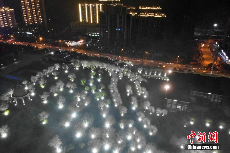 长沙市民夜间赏樱 感受别样春色