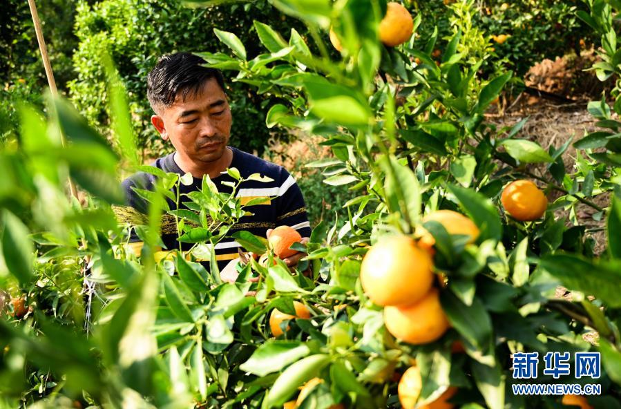 山麓沃柑甜 农人春收忙