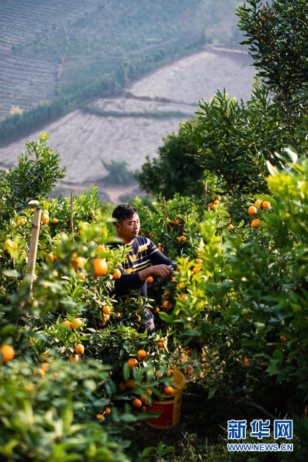 山麓沃柑甜 农人春收忙