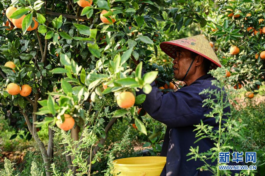 山麓沃柑甜 农人春收忙