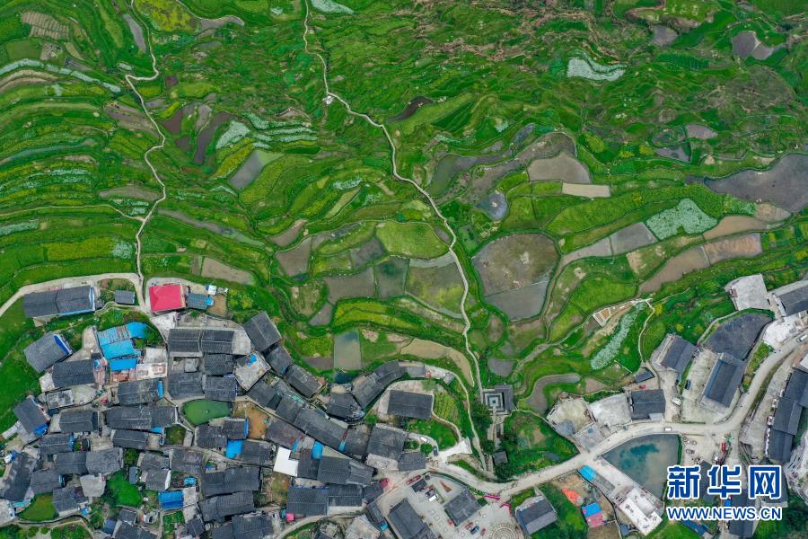 贵州丹寨：高要梯田春光好