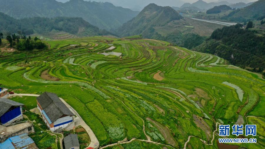 贵州丹寨：高要梯田春光好