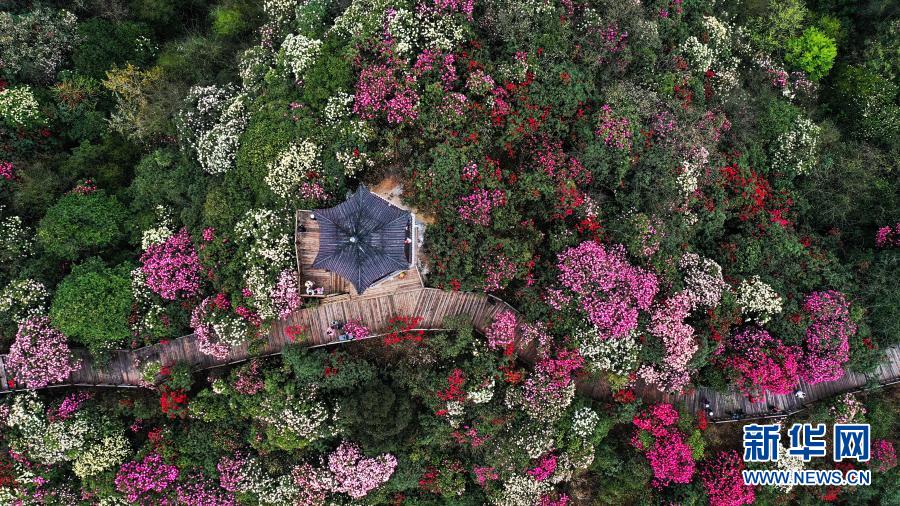 百里杜鹃 花开成海