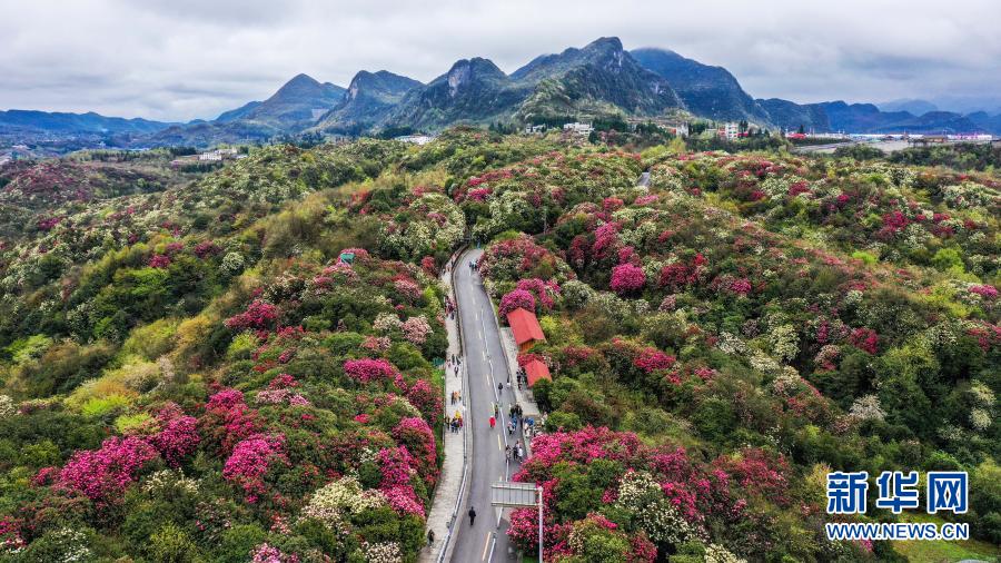 百里杜鹃 花开成海
