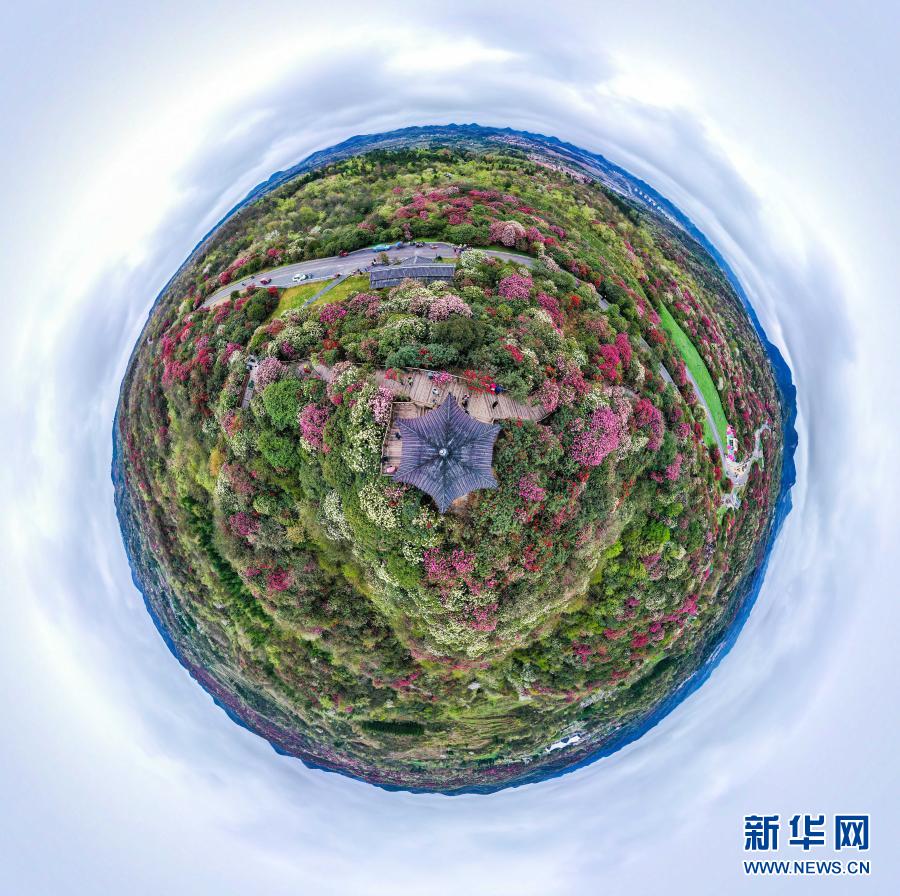 百里杜鹃 花开成海