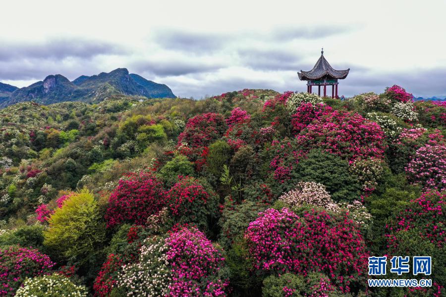 百里杜鹃 花开成海