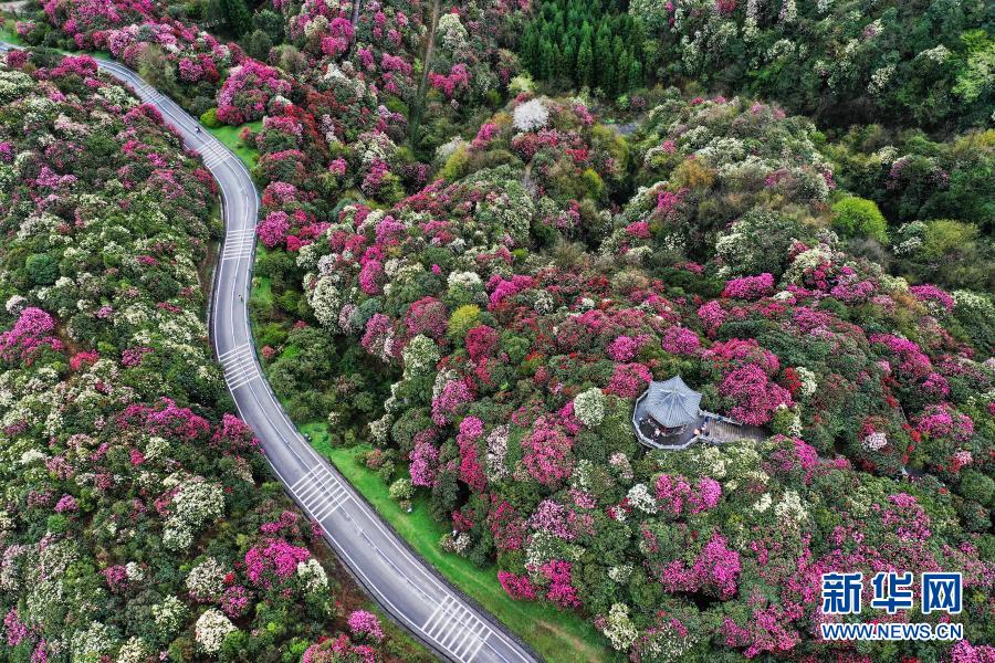 百里杜鹃 花开成海