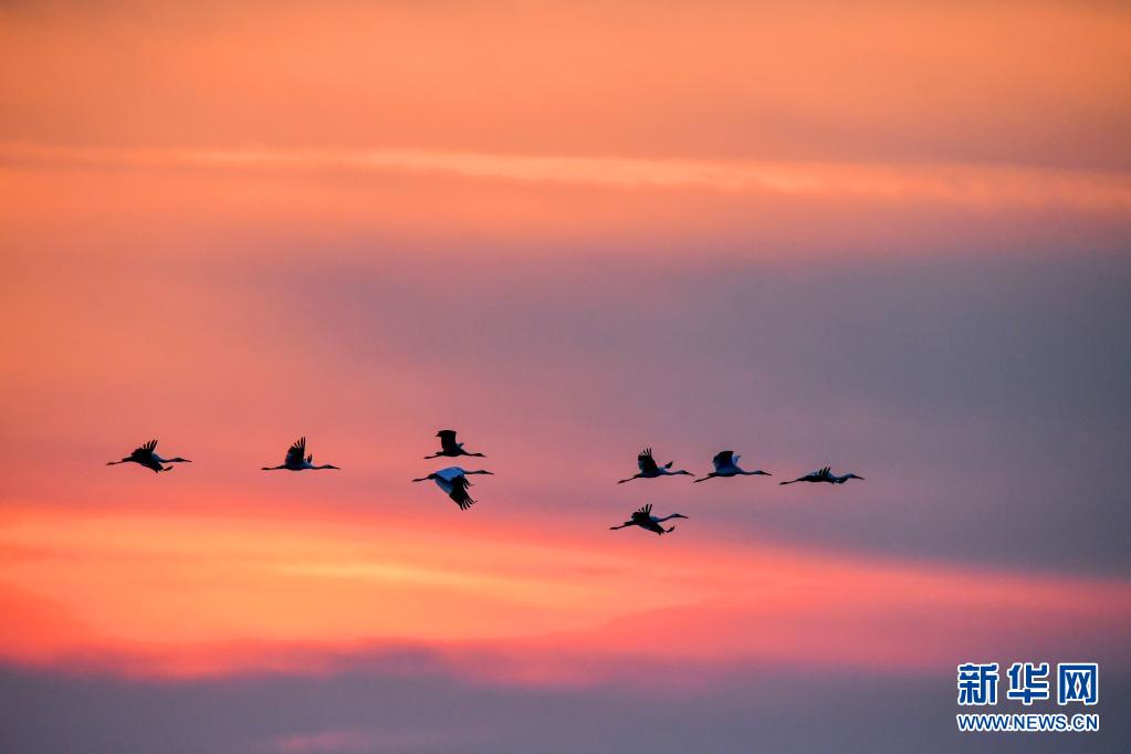 3月30日,在吉林省白城市镇赉县,几只候鸟伴晚霞飞翔.