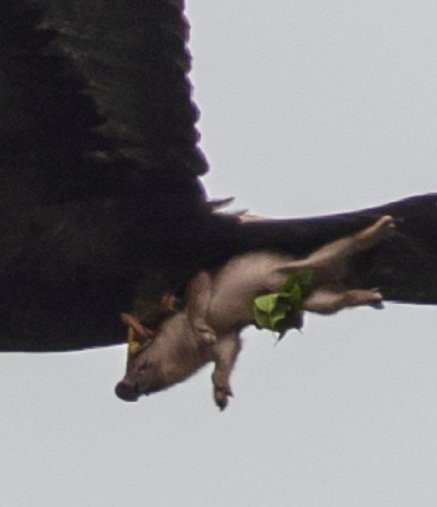 没在风口上，猪也“飞”上了天！摄影师拍到金雕抱野猪天上飞