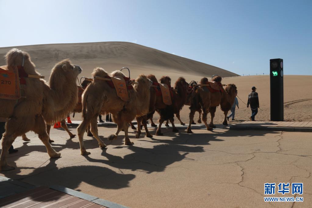 骆驼红绿灯亮相敦煌鸣沙山月牙泉景区