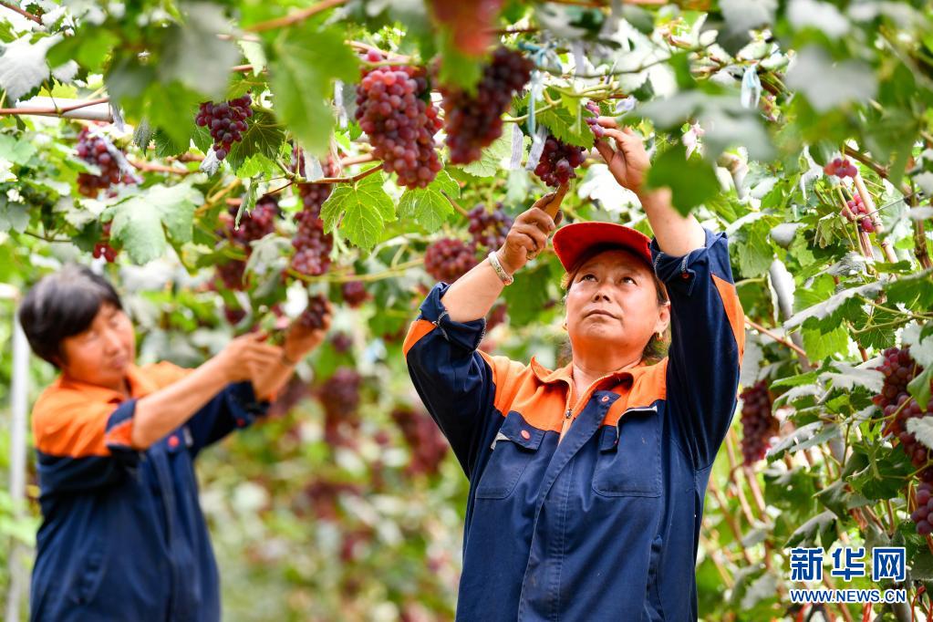 河北滦州:荒山变成“花果山”