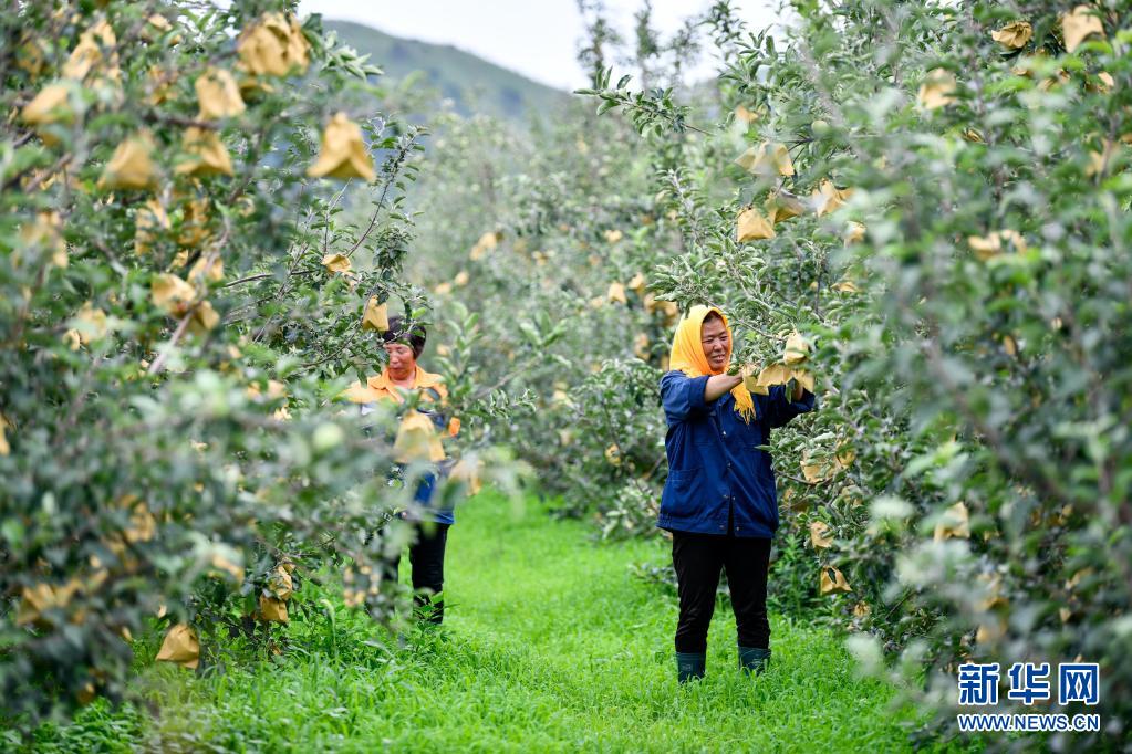 河北滦州:荒山变成“花果山”