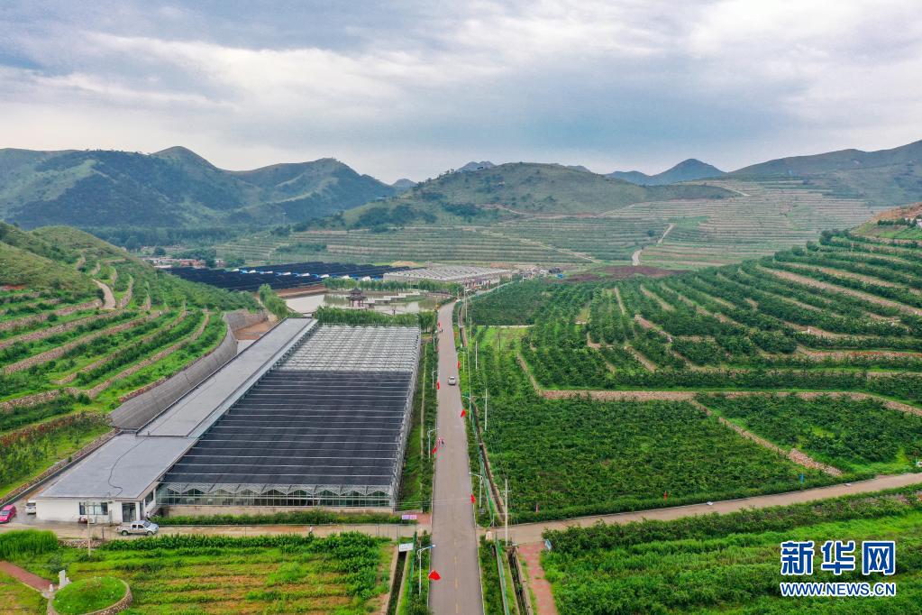河北滦州:荒山变成“花果山”