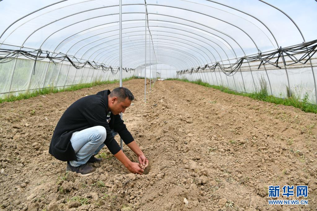 四川壤塘：高原生态蔬菜种植助力乡村振兴