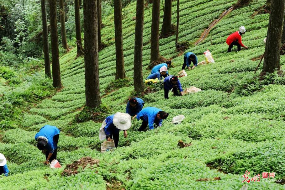 Sarcandra glabra picked in SW China's Guizhou 贵州榕江:林下经济助增收