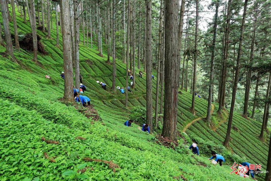 贵州榕江：林下经济助增收
