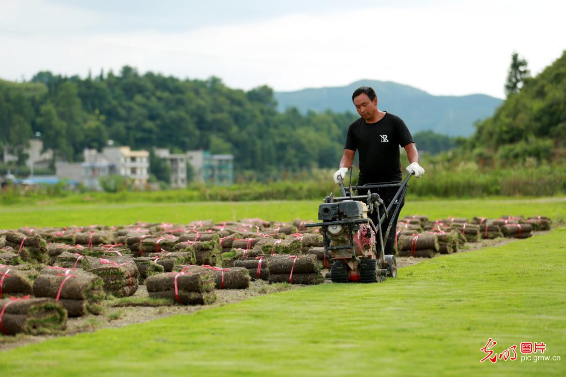Scenery of turf planting base in SW China's Guizhou Province