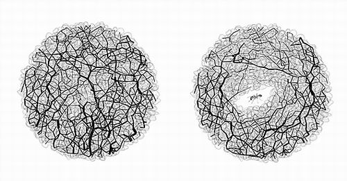 嘘，别惹蚂蚁！