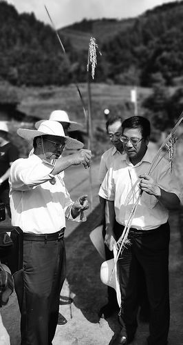 再生稻“内6优7075”头季亩产刷新纪录