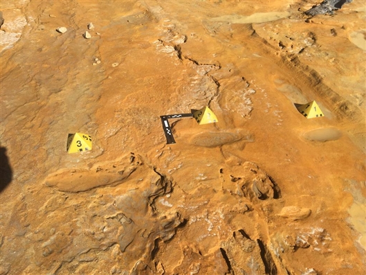 化石足迹揭示史前大象培育幼崽