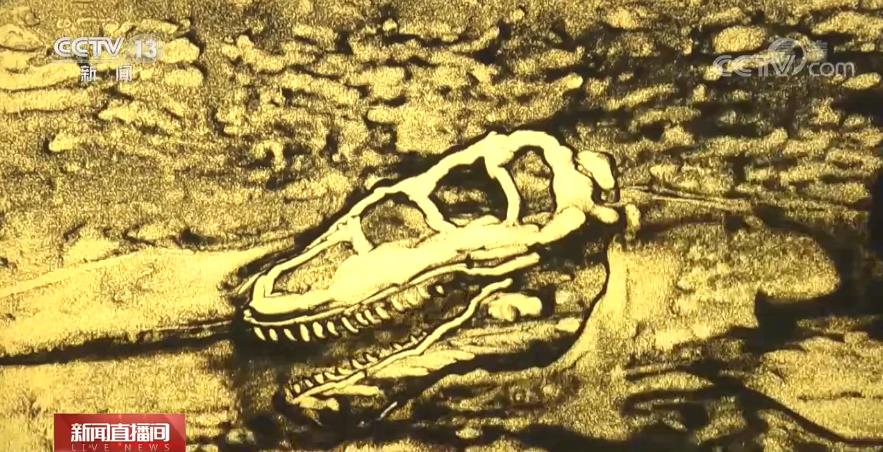 恐龙的祖先是什么？“化身为石”分几步？死后为何头朝东方？......穿越亿万年，一起探索远古的奥秘