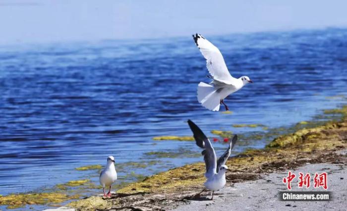水鸟翱翔、锦鳞浅底、河清湖宴……这个大湖如此多娇! 水鸟翱翔、锦鳞浅底、河清湖宴……这个大湖如此多娇!