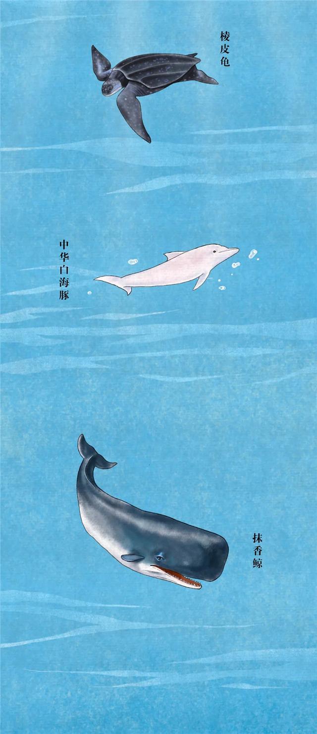 我们的共同家园丨中国珍稀动植物图鉴