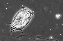 原生生物缓解气候变化